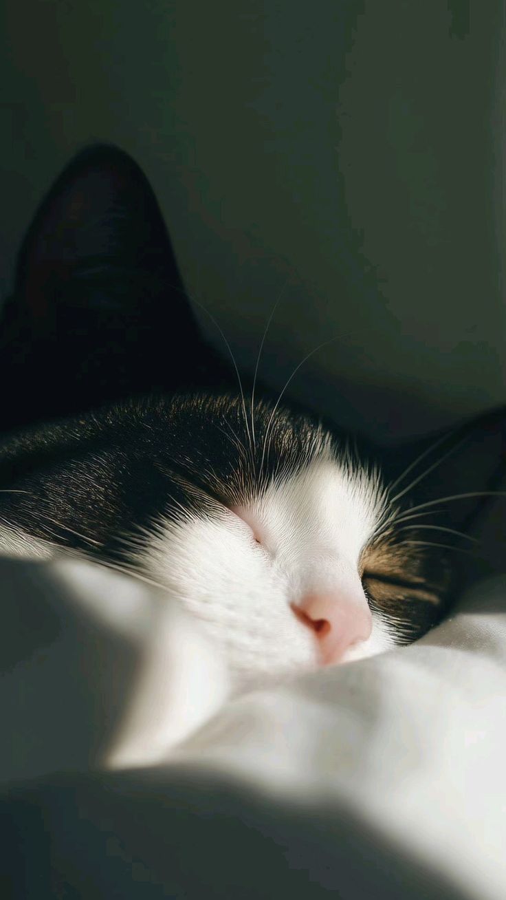 cutecat