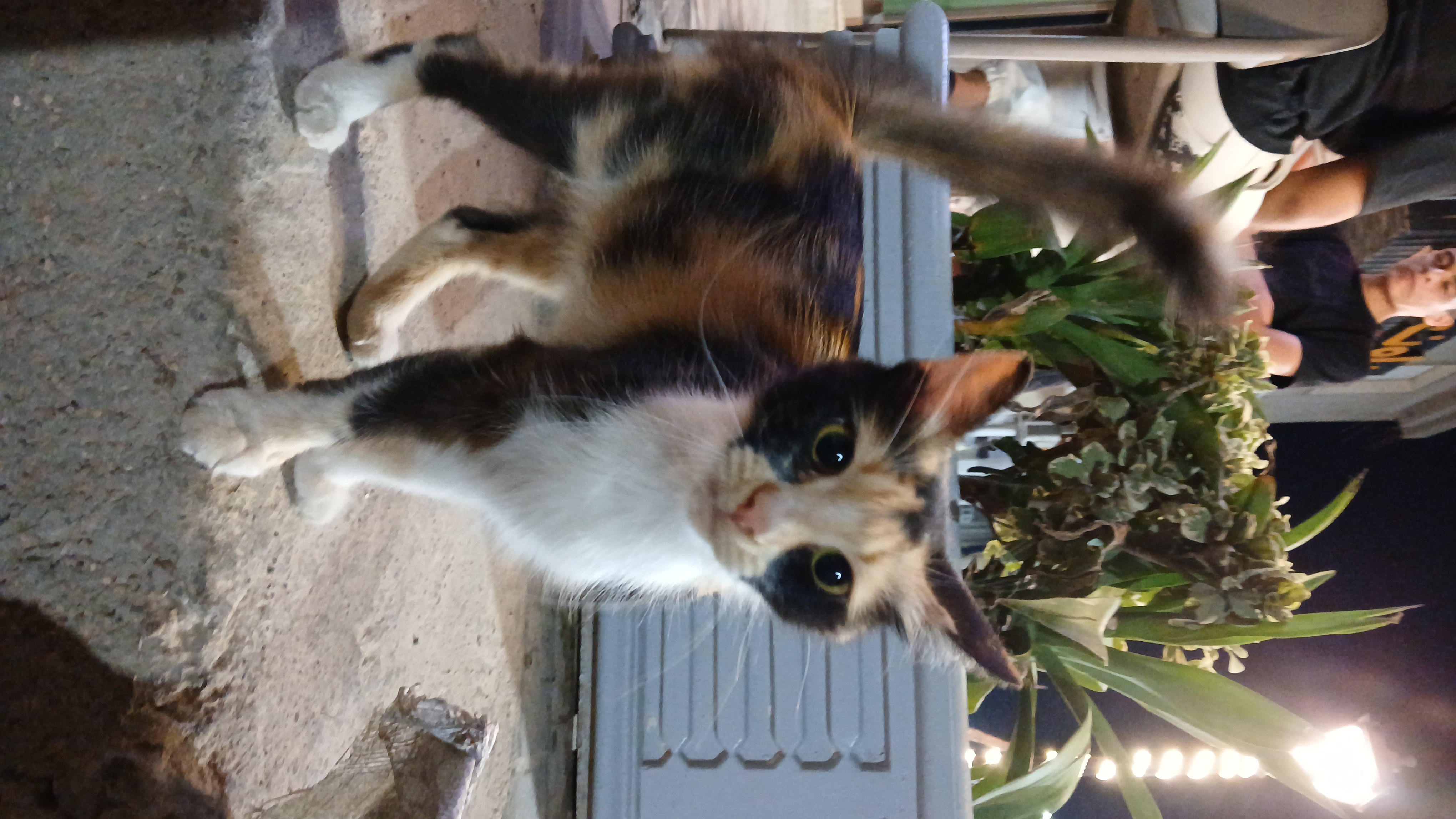 cutecat